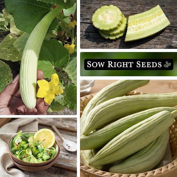 Sow Right Seeds - Armenian Pale Green Cucumber Seeds for Planting - Non-GMO Heirloom Packet with Instructions to Plant and Grow a Home Vegetable Garden - Yard Long Variety for Outdoors (4)
