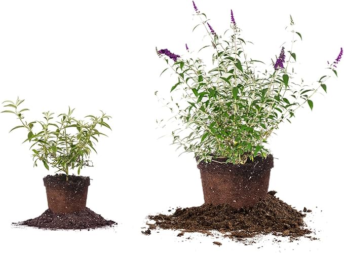 PERFECT PLANTS Black Knight Butterfly Shrub 1 Gallon | Live Bush for Outdoor Planting | Attracting Pollinators Like Butterflies, Bees, and Hummingbirds | Beautiful Dark Purple Flowers in Summer