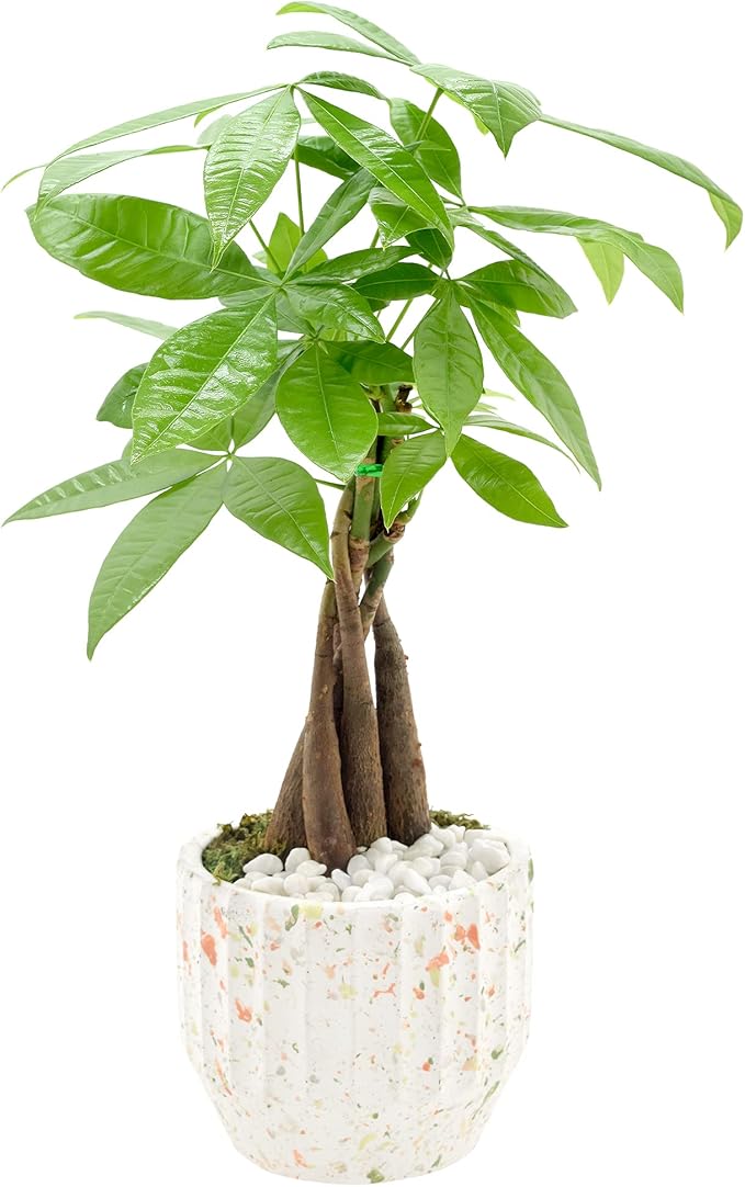 Arcadia Garden Products LV47 Money Tree, Live Indoor Plant in Speckled Splash Ceramic Planter for Home, Work, or Gift, White