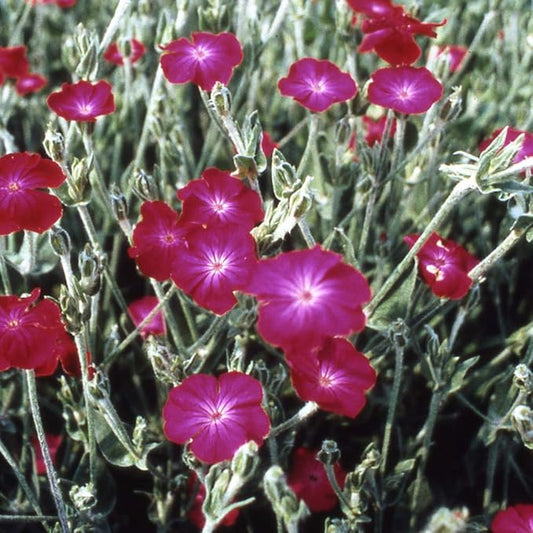 Outsidepride 5000 Seeds Perennial Lychnis Coronaria Rose Campion Flower Seeds for Planting