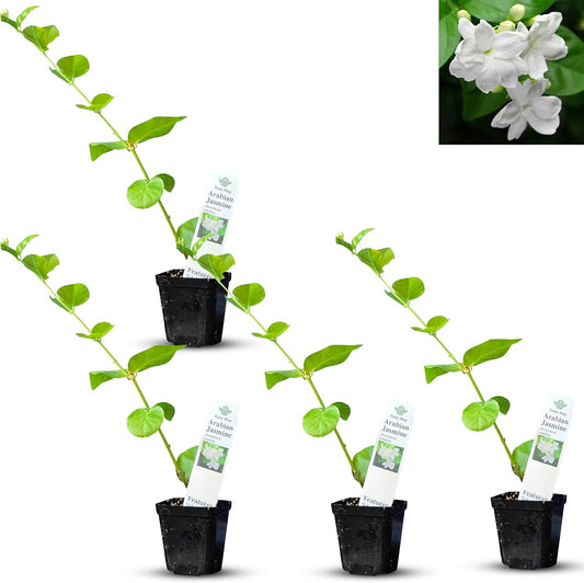 Arabian Jasmine (Jasminum Sambac) - Live, Fragrant, Blooming, Indoor/Outdoor Decorative Plant (4 Arab jas Cups)