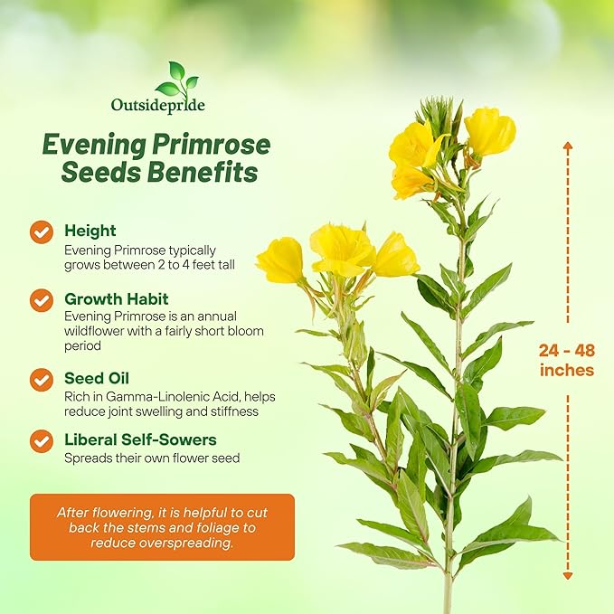 Outsidepride 1/4 lb. Annual Oenothera Lamarckiana Evening Primrose Wild Flower Seeds for Planting