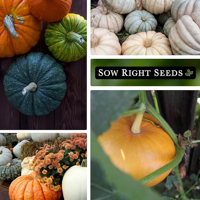 Sow Right Seeds - Bulk Mixed Pumpkin Seeds for Planting - 1 Ounce, 140 Seeds - Non-GMO Heirloom Jumbo Pack - Includes Small Sugar, Big Max, Casper, and More - Grow Loads of Colorful Mixed Pumpkins