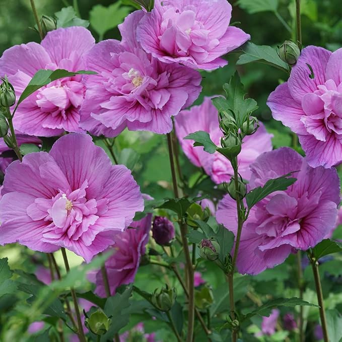 2 Gallon Proven Winners Hibiscus Dark Lavender Chiffon Shrub