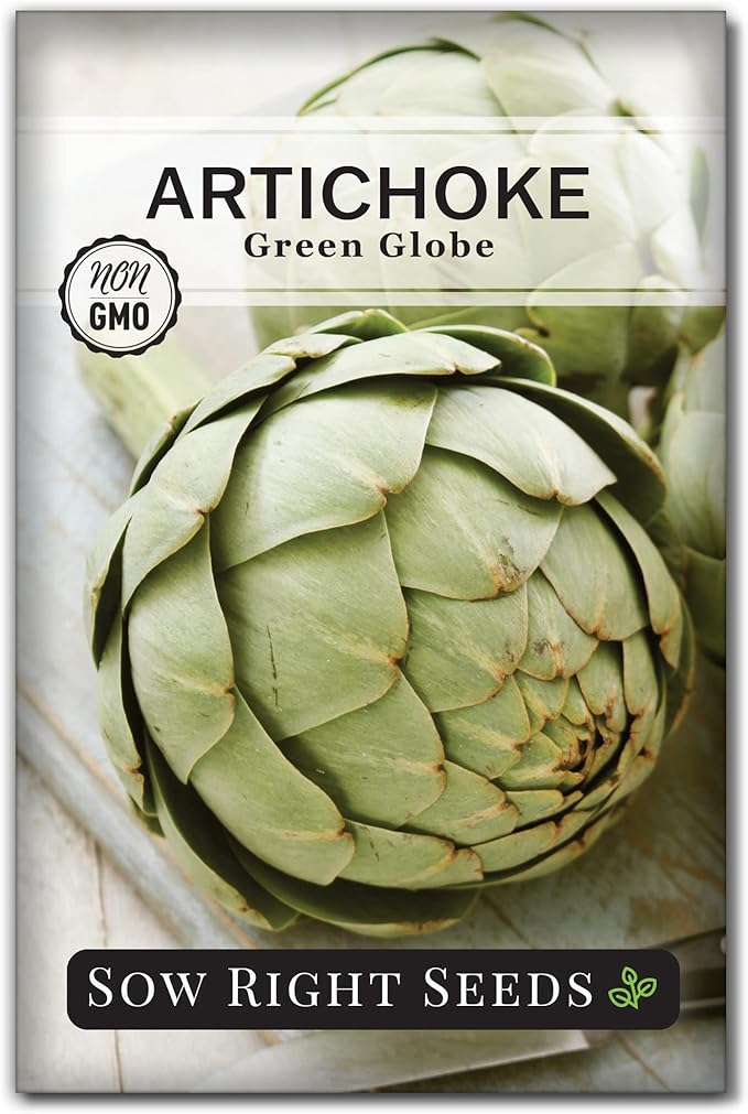 Sow Right Seeds - Artichoke Green Globe Seeds for Planting - Non-GMO Heirloom Packet with Instructions to Plant and Grow an Outdoor Home Vegetable Garden - Perennial - Tall with Edible Flower Buds (1)