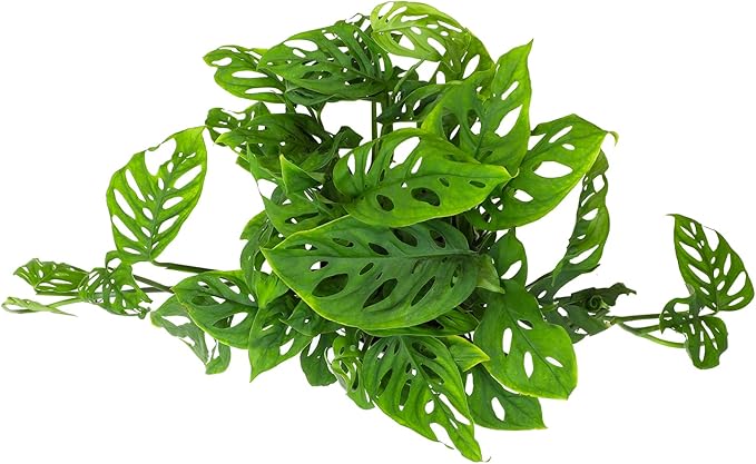 6" Swiss Cheese Plant Monstera Adansonii Live Plant Hanging Basket, Swiss Cheese Monstera Plant Live House Plants Indoors Live Plants Indoor Plants Live Houseplants Live Indoor by Plants for Pets