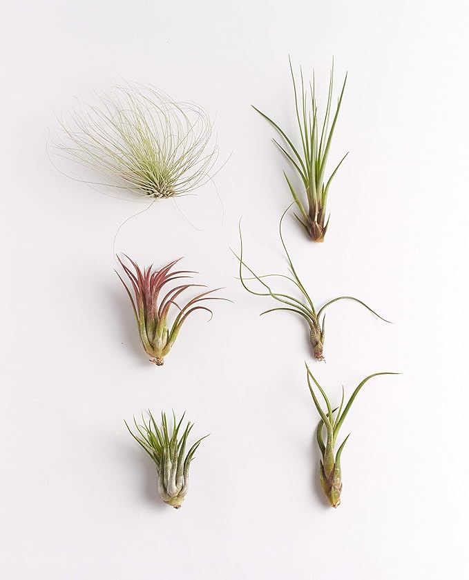 Shop Succulents | Unique Collection of Live Air Plants, Hand Selected Variety of Different Species | Collection of 6