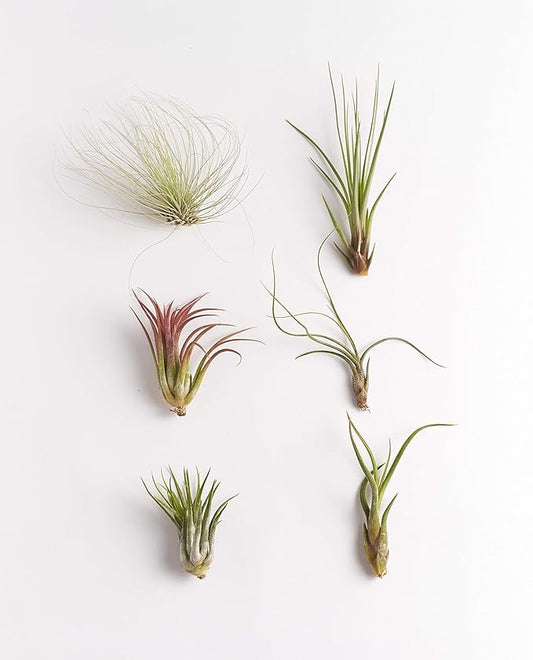 Shop Succulents | Unique Collection of Live Air Plants, Hand Selected Variety of Different Species | Collection of 6