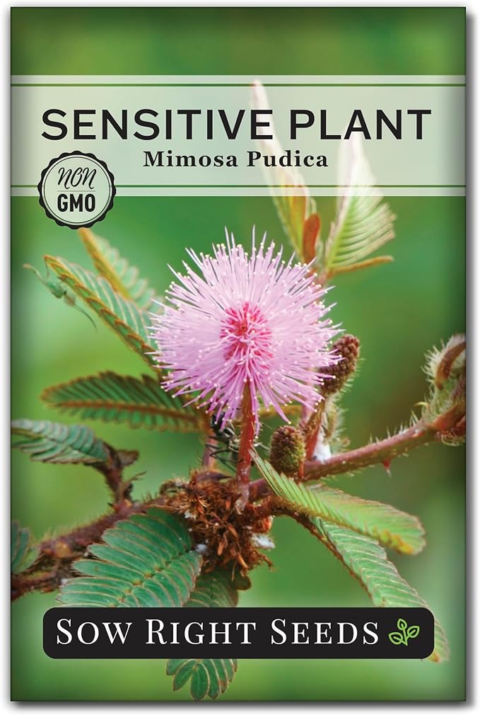 Sow Right Seeds - Sensitive Plant Mimosa Pudica Seeds for Planting - Non-GMO Heirloom Easy to Grow Touch-Me-Not - Unique Blooms - Grow Indoor or Outdoor - Great for Kids - Fun Interactive Flower (1)