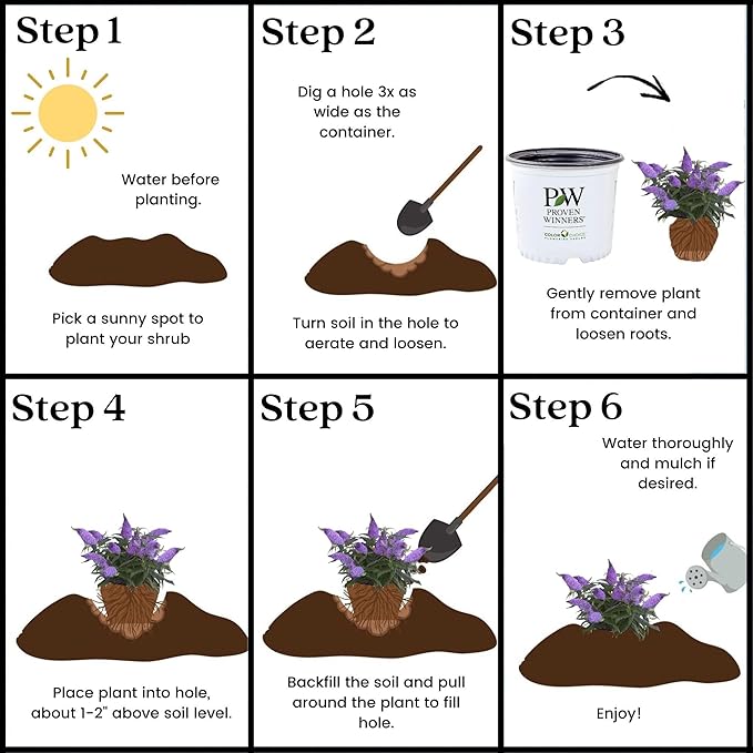 2 Gal. Pugster Ameythst Buddleia Shrub