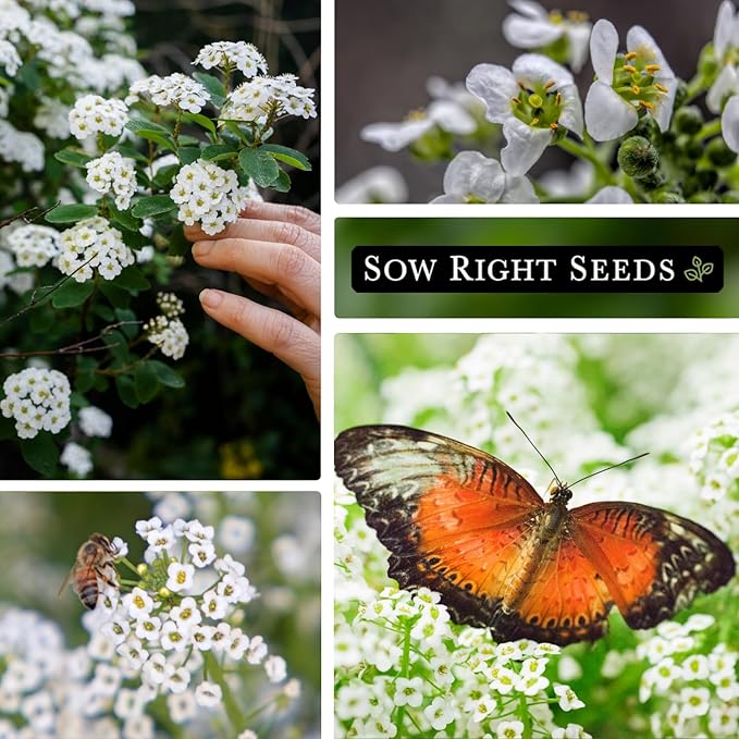 Sow Right Seeds - Sweet Alyssum White Carpet of Snow Flower Seeds for Planting - Non-GMO Heirloom Packet with Instructions to Plant in Your Garden - White Perennial - Groundcover with Blooms (3)