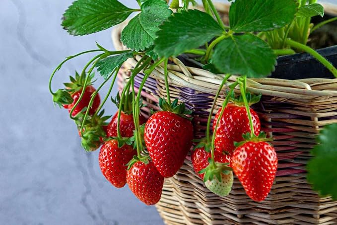 Strawberry Premium Potting Soil Mix - Ideal Blend for Growing Robust and Flavorful Strawberries - 2 Quart