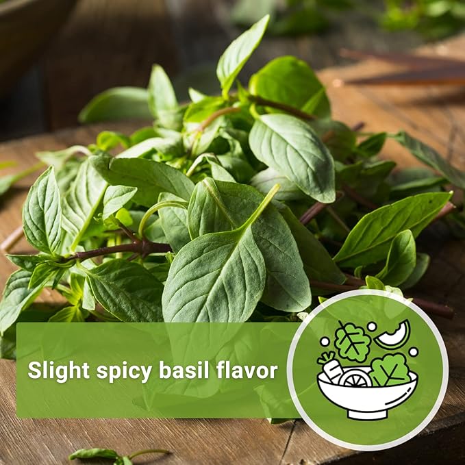 Sow Right Seeds - Sweet Large Leaf Thai Basil Seed for Planting - Non-GMO Heirloom Packet with Instructions to Plant a Kitchen Herb Garden - Indoors or Outdoor - Great for Hydroponic Growing (1)