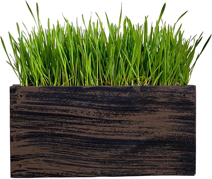Ornamental Indoor Planter with Pet/Cat Grass Growing kit, Handcrafted in The USA from Red Cedar (WickerBrown)
