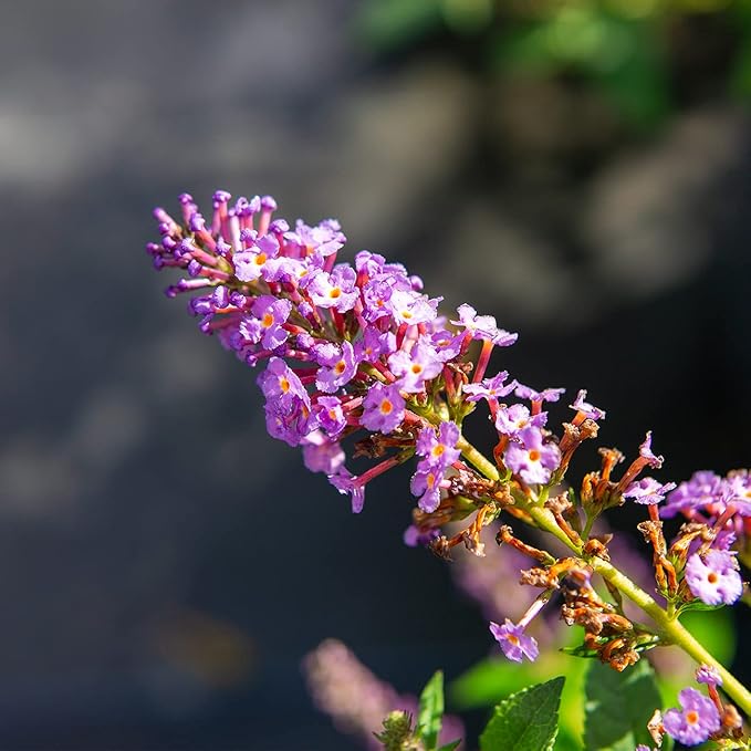Perfect Plants Nanho Butterfly Bush Fast Growing Extraordinary Bright Purple Flowers, 3 Gal, Low Maintenance