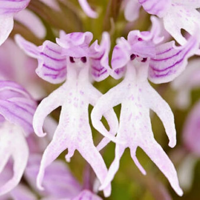 CHUXAY GARDEN Naked Man Orchid Seed 50 Seeds Exotic Charm Perennial Flowering Plant Attract Butterflies and Bees Easy Cultivating