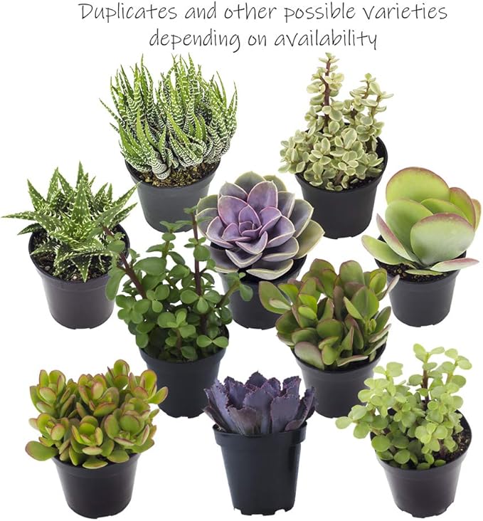 Altman Plants, Live Succulents Plants Live Houseplants (4PK), Succulent Plant Lover Gifts, Live Indoor Plants in Potting Soil, Live Plants Indoor Cactus Plants Live Succulent Plants Live House Plants