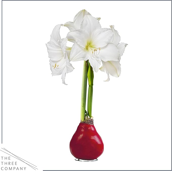 Waxed Amaryllis Bulb - Red Wax, White Blooms - Easy Care - No Watering Needed! Beautiful Spring Décor, Valentine's Day Special