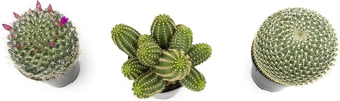 Altman Plants, Assorted Cactus Plants Live Plants (3PK), Cactus Plant Live Succulents Plants Live Cactus Decor, Indoor Plants Live House Plants in Cactus Soil, Live Cacti Plants Live Succulent Plants