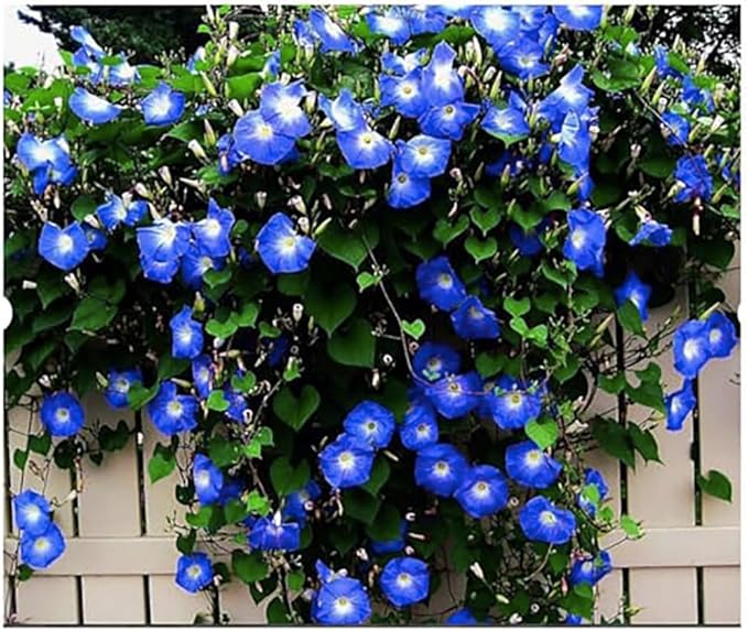 Climbing Vines Seeds - Colorful Mixture of Morning Blooming Vine, Nasturtium, Black Eyed Susan Vine and Sweet Pea Vines Seeds