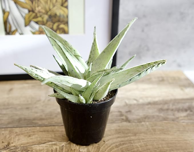 Live Aloe Plant Succulents (3 Pack), Succulents Plants Live in Potting Soil, Potted Succulents Live Plants, Star Aloe Plants Live in Cacti Pots, Cactus Plants Live Succulent Plants by Plants for Pets