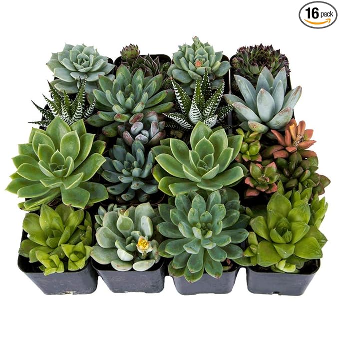 DecoBlooms Unique Succulent Plants (Collection of 16) - Fully Rooted in Planter Pots with Soil - Real Live Potted DIY Assorted Succulents