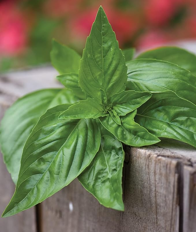 Burpee Sweet 500 Non-GMO Seeds for Planting | Grow Fresh Herb in Home Garden | Classic Basil Variety for Italian Cooking