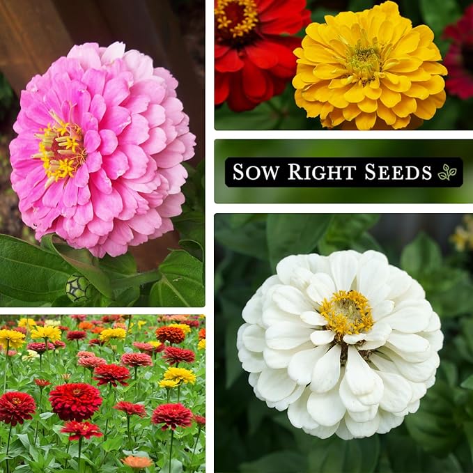 Sow Right Seeds - California Giants Mix Zinnia Seeds for Planting - Non-GMO Heirloom Packet to Grow Your Flower Garden - Attract Bees and Butterflies - Great to Cut and Come Again - Summer Annual (1)
