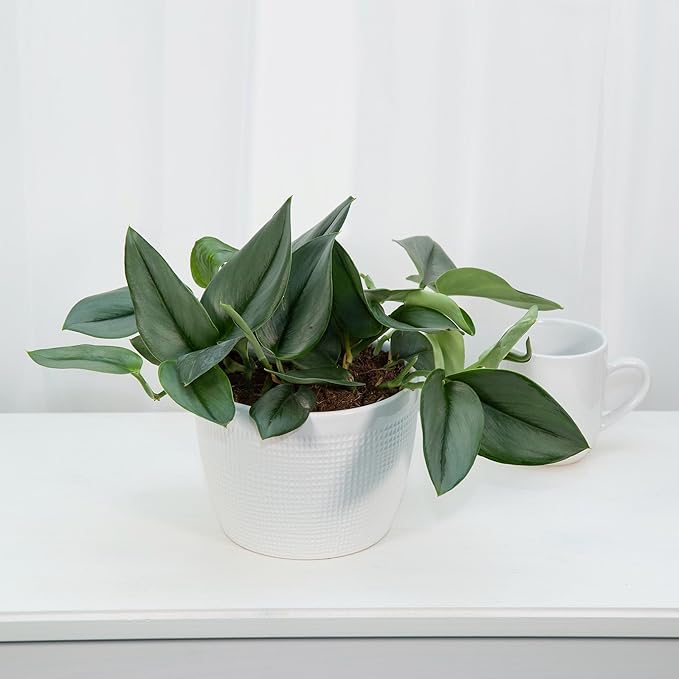 Premium Scindapsus Sterling Plant Potting Mix - Crafted for Luxurious Growth and Stunning Variegation - 1 Quart