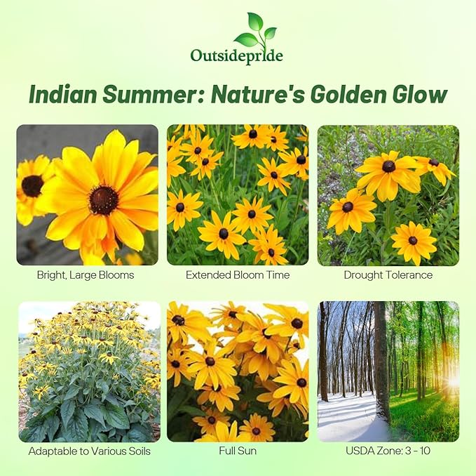 Outsidepride Indian Summer Gloriosa Daisy Seeds – 400 Pcs Perennial Rapid Growing, Heat & Drought Tolerant Rudbeckia Hirta Daisy Flower Seeds for Vibrant Meadows & Garden Borders (AAS Winner)
