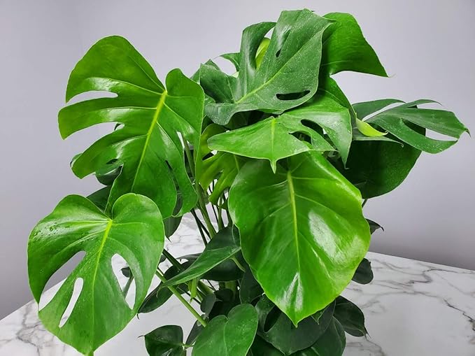 Monstera Deliciosa Plant - Swiss Cheese Split Leaf Philodendron Plant - Large Plant - Overall Height 24" to 28" - Tropical Plants of Florida
