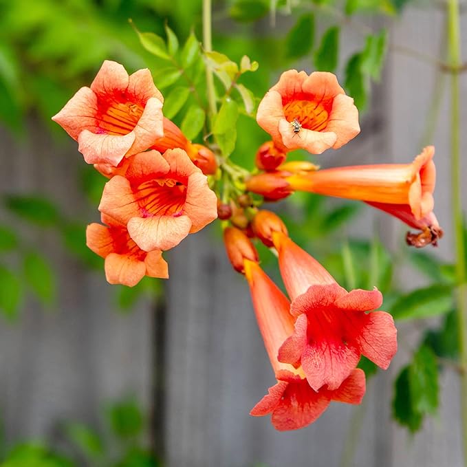YEGAOL Garden 20Pcs Trumpet Vine Seeds Hummingbird Vine Campsis Radicans Non-GMO Fast-Growing Attract Pollinators Drought Tolerance Garden Plant Flower Seeds