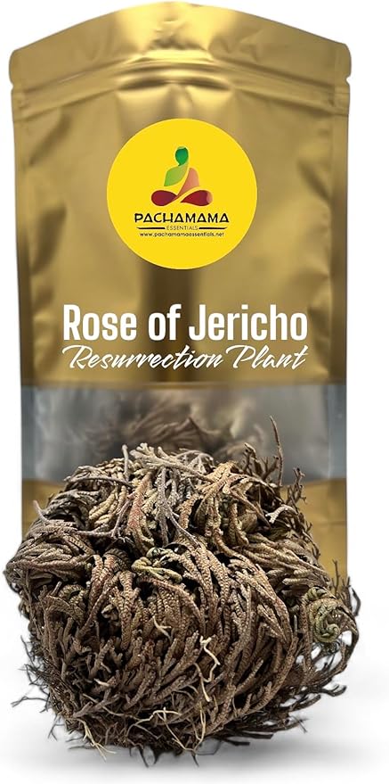 Rose of Jericho - Resurrection Plant/Flower - Selaginella Lepidophylla - Pack of 1 (One) Dried Rose