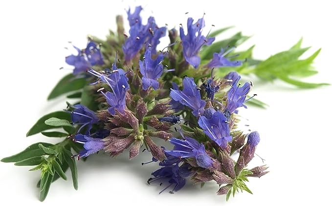 TKE Farms & Gardens - Hyssop Seeds for Planting, 500+ Non-GMO Heirloom Herb Seeds, Aromatic Medicinal Herb with Minty Flavor, Easy to Grow, Attracts Pollinators, Instructions Included, Qty 1