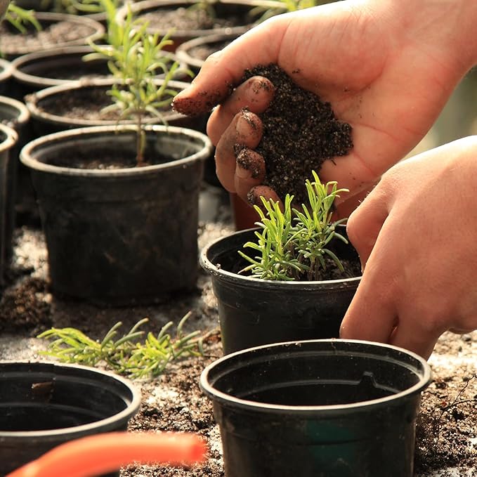 Bonsai Soil Mix 4qt Ready to Use, Organic Bonsai Tree Soil Fits for Small Bonsai Pot, Suitable for Bonsai Seedling, Repotting, or Bonsai Starter Kit