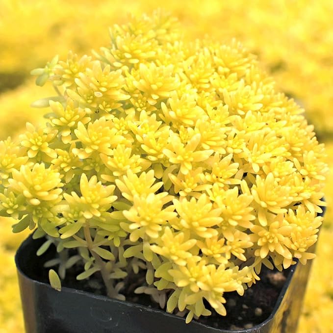 CHUXAY GARDEN Yellow Sedum Acre-Goldmoss Stonecrop,Mossy Stonecrop,Goldmoss Sedum,Biting Stonecrop,Wallpepper 500 Seeds for Planting Landscaping Rocks Overseed Existing Lawn Ornamental Garden Plants