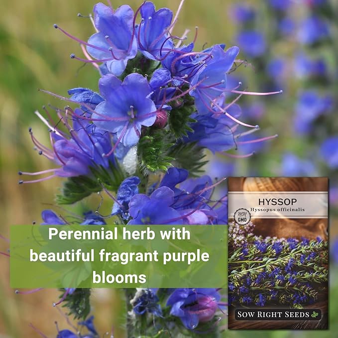 Sow Right Seeds - Hyssop Seed for Planting - Medicinal Herb to Plant in Your Garden - Outdoors - Attracts Pollinators - Stunning Purple Flowers - Non-GMO Heirloom Seeds - Great Gardening Gift (2)