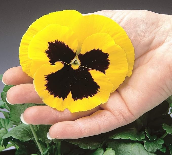 Seeds Cool Wave Fire Pansy Viola Flowers Annual