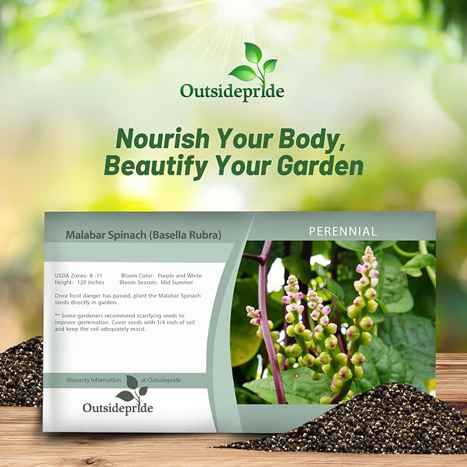 Outsidepride 200 Seeds Perennial Basella Rubra Malabar Spinach Herb Seeds for Planting