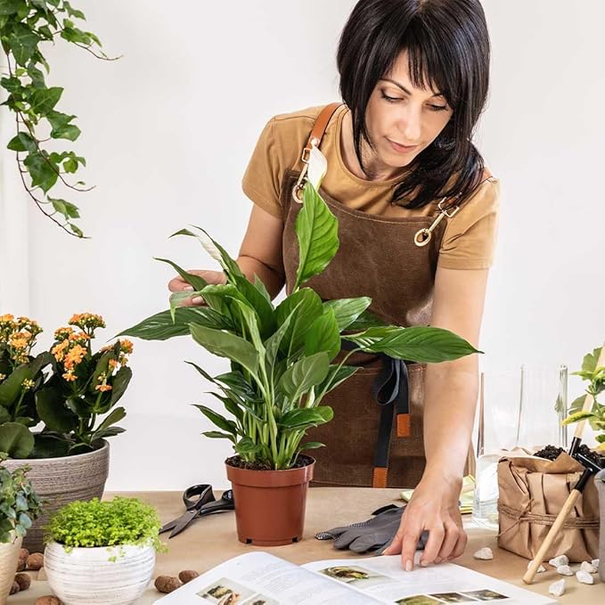 American Plant Exchange Peace Lily, Live Spathiphyllum Plants, 4-Inch Pots, 4 Pack in Deco Covers, Flowering Houseplants, Easy Care, Low Light, Perfect for Housewarming, Sympathy, or Party Gifts