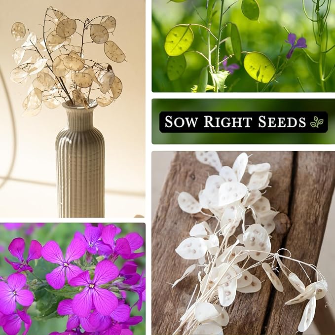 Sow Right Seeds - Money Plant Seeds - Honesty or Silver Coin Plant - Non-GMO Heirloom Seeds - Indoor or Outdoor - Full Instructions for Planting and Growing a Flower Garden - Great Gardening Gift (1)