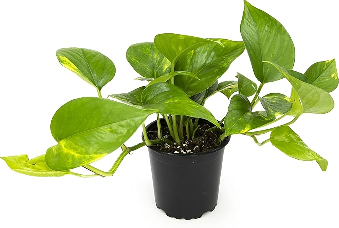 Altman Plants Golden Pothos Plant Live House Plant Live Plants, Trailing Plants Live Houseplants, Golden Pothos Live Plant Houseplant, Live Pothos Devils Ivy Live Plant Vine Money Plant Indoor Plants