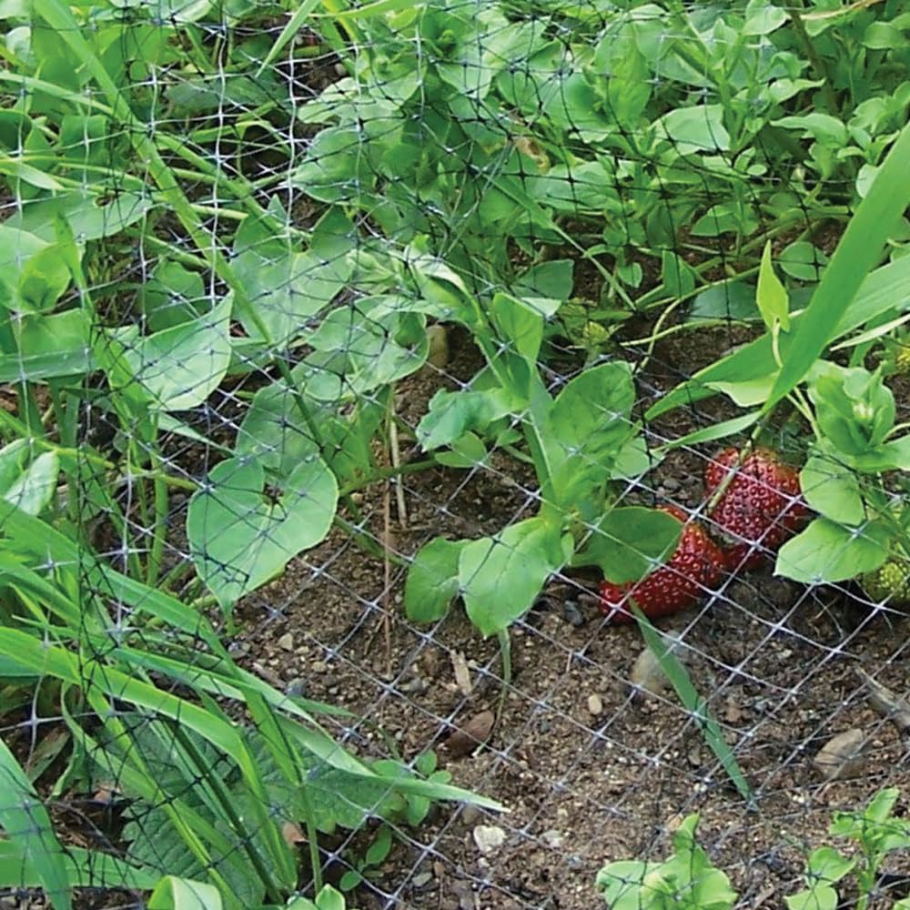 Bird B Gone Heavy Duty Garden Bird Netting - 14' x 100' Net Roll - UV-Stabilized Bird 3/4" Mesh for Garden Protection, Fruit Trees, Bushes, Plants - Anti Bird Netting Roll for Gardens & More - Black