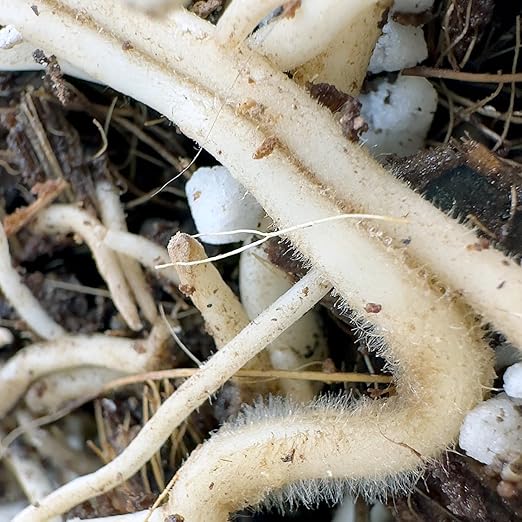 Noot Potting Soil Mix for Indoor & House Plants – 1 Gallon – Orchid, Succulent, Cactus, Aroid, Houseplant, Monstera – Bio-Organic – Fast Draining – Rapid Root Growth – Pre-Soaked & Ready to Use