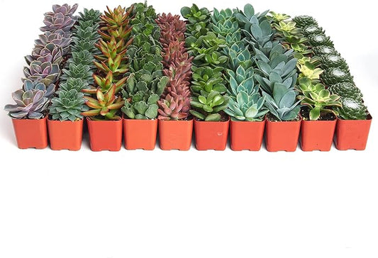 Shop Succulents Assorted Succulent Plant Pack Bulk Collection - Live Mini Succulent Plants, Low Maintenance, Mixture of Colors & Textures - Wedding and Party Favors, Gift & Garden, Pack of 100