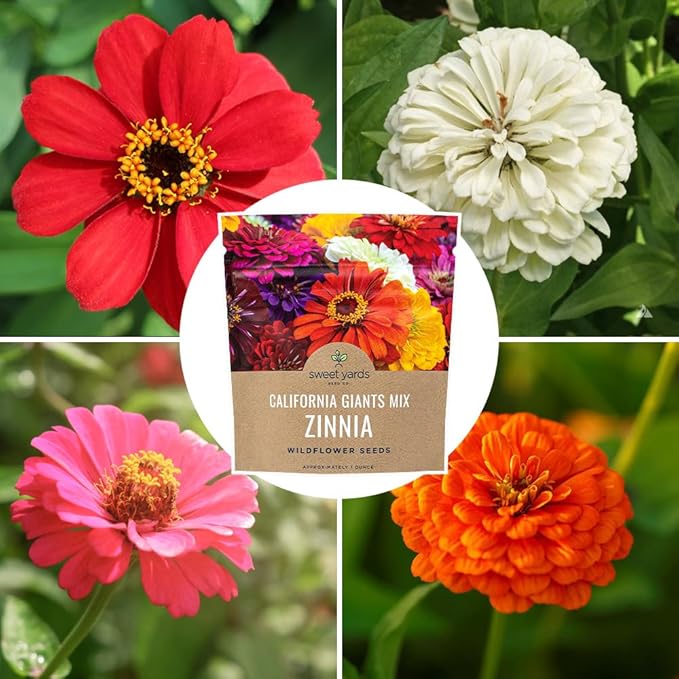 Zinnia Seeds - California Giants Mix - Large 1 Ounce Packet - 3,000 Flower Seeds - Mixed Colors and Large Blooms