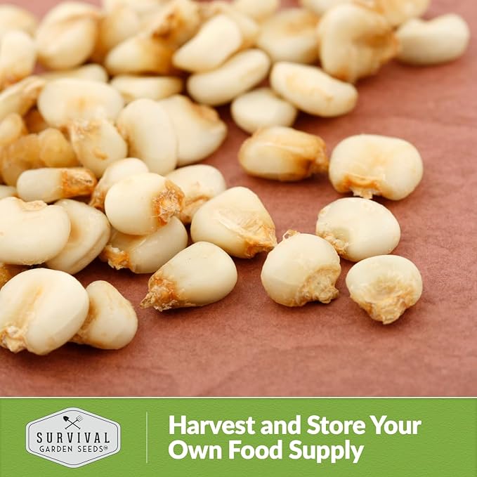 Hickory King Corn Seed for Planting - 2 Packets with Instructions to Plant and Grow White Field or Dent Corn in Your Home Vegetable Garden - Non-GMO Heirloom Variety - Survival Garden Seeds