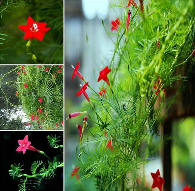Garden Plant Seed Flower Seed Ipomoea Quamoclit Seeds 100+ Cypress Vine Red Quamoclit Flower Climbing Annual Garden Heirloom