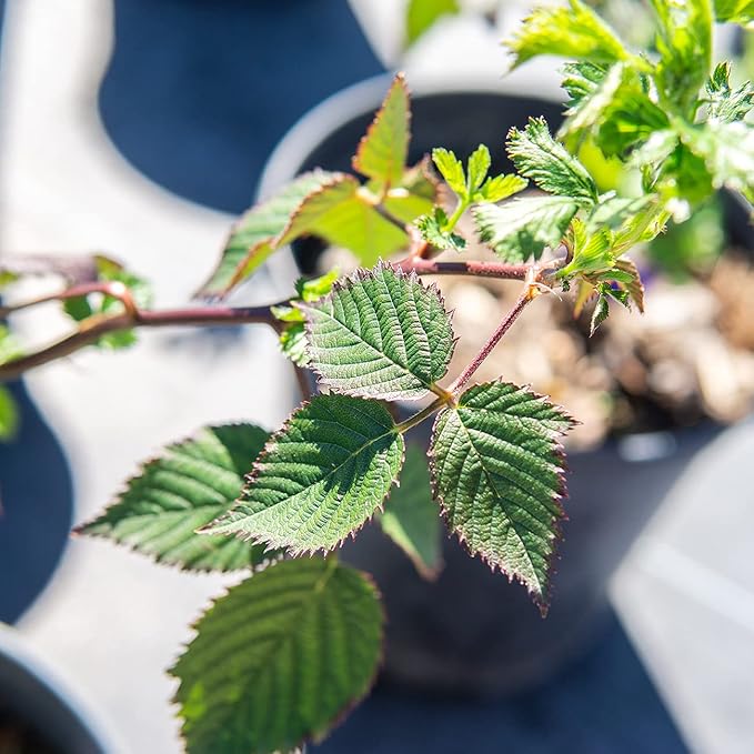 PERFECT PLANTS Arapaho Thornless BlackBerry Bush 1 Gal. Pot Tasty Sweet Fruit Large Firm Berries
