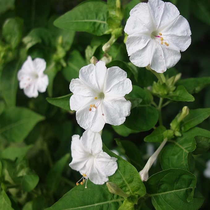 Outsidepride 1/4 lb. Perennial Mirabilis Jalapa Four O' Clock White Flower Seeds for Planting
